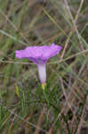 Saltmarsh morning-glory